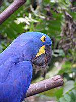 Ara hyacinthe, Anodorhynchus hyacinthius (Photo F. Mrugala) (3)